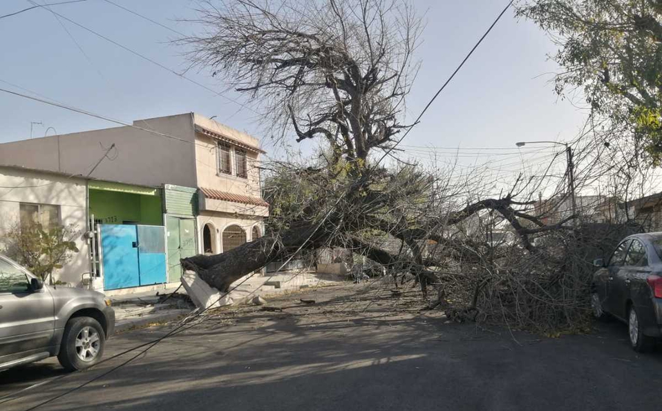 Vientos en NL causan apagones y árboles caídos