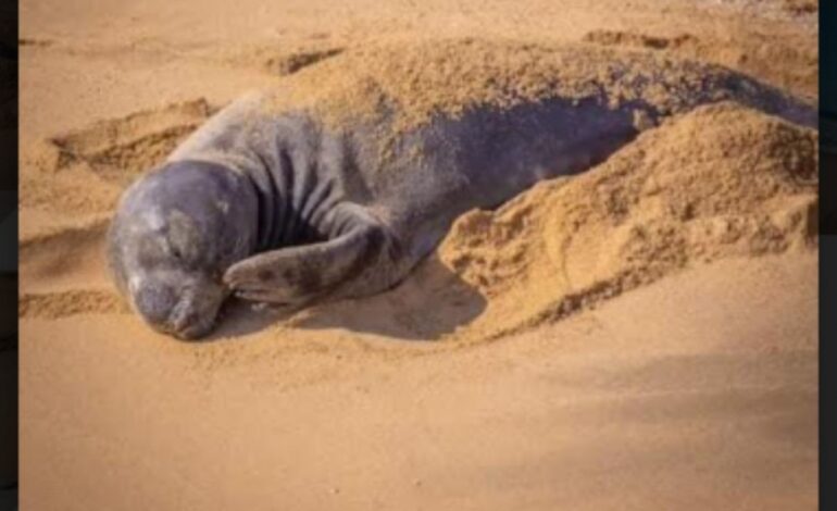 Elefante marino visto en Chiapas ahora descansa en Huatulco