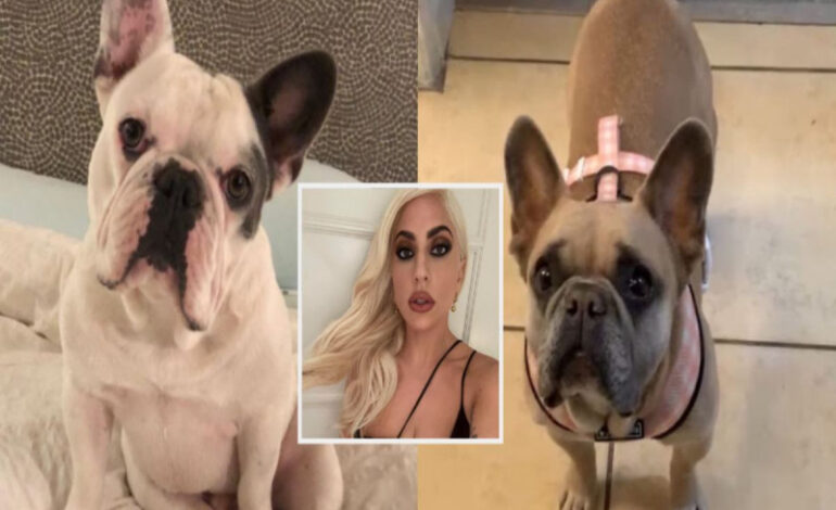 Lady Gaga no le piensa dar recompensa a mujer que ‘encontró’ a sus perritos; esta es la turbia razón