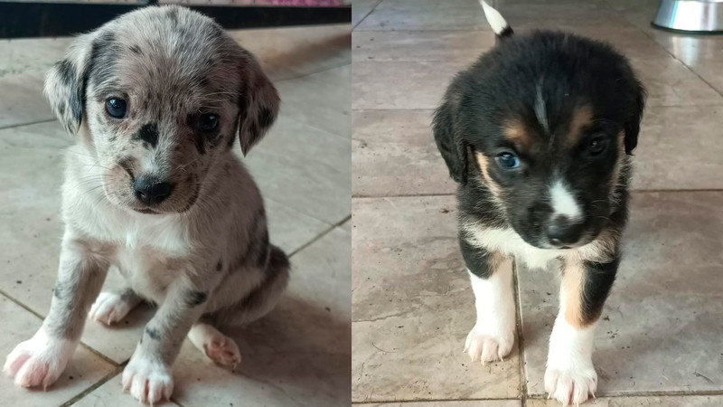 La Adopción en Foco: Morelia Vuelve a Conectar Vidas con El Corazón de la Feria de Adopción y Protección Animal